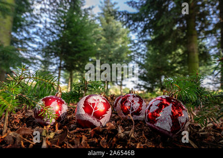 red decorative christmas ornaments on the ground in pine forest Stock Photo
