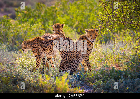 Three cheetahs in the Etosha National Park Stock Photo