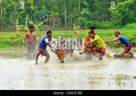 Moichara cattle race festival Herobhanga village, Canning railway station, West Bengal, India, Asia Stock Photo
