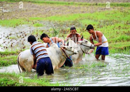 Moichara cattle race festival Herobhanga village, Canning railway station, West Bengal, India, Asia Stock Photo