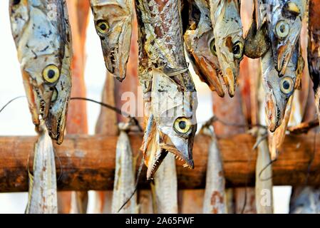 Bombil fish drying, Uttan Beach, Bhayandar, Mumbai, Maharashtra, India, Asia Stock Photo