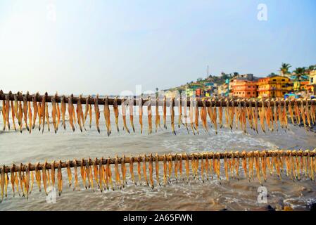 Bombil fish drying, Uttan Beach, Bhayandar, Mumbai, Maharashtra, India, Asia Stock Photo