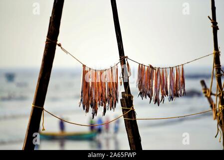 Bombil fish drying, Uttan Beach, Bhayandar, Mumbai, Maharashtra, India, Asia Stock Photo