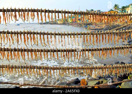 Bombil fish drying, Uttan Beach, Bhayandar, Mumbai, Maharashtra, India, Asia Stock Photo