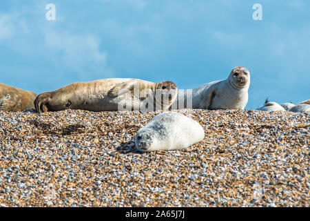 Grey and Common or Harbour Seals (Phoca vitulina) on beach at Blakeney Point Norfolk England UK Stock Photo