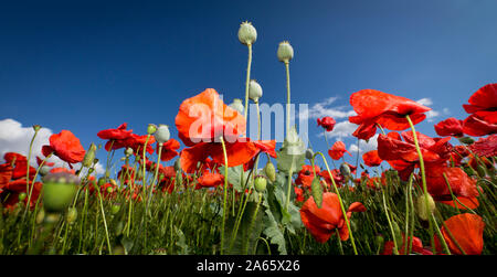 Poppy Crop Stock Photo