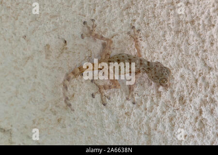 Mediterranean house gecko (Hemidactylus turcicus) on a wall. Mediterranean house geckos are nocturnal insectivores that cling to surfaces using the wi Stock Photo