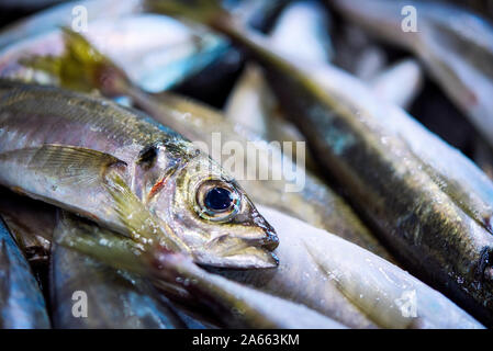 Fresh big Portuguese sardines on ice exposition at the fish market. Close up. Stock Photo