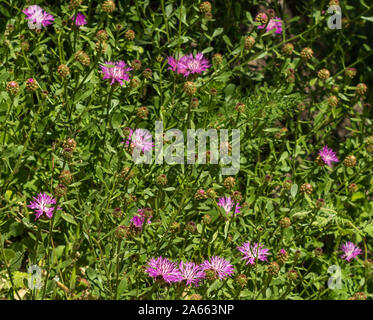 Centaurea aspera, Rough Star-Thistle Flower Stock Photo