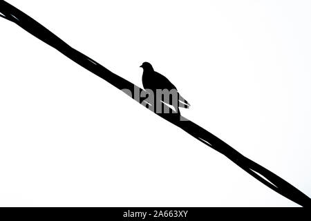 A black and white silhouette of a dove standing on an electrical wire Stock Photo