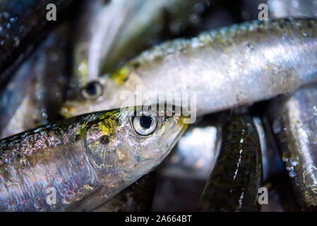 Fresh Colorful Portuguese sardines on ice exposition at the fish market. Close up. Stock Photo