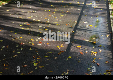 leaves on the pavement texture pattern concrete autumn Stock Photo