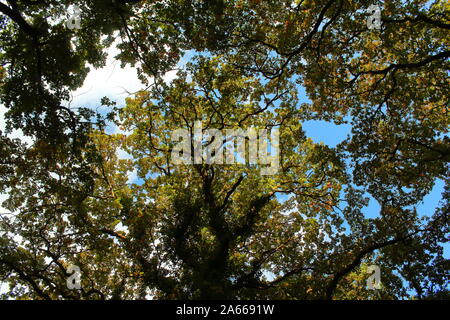 looking up through the trees Stock Photo