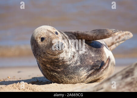 Adult grey (gray) seal from the Horsey colony UK. Animal portrait image of this beautiful dog-like mammal. Stock Photo