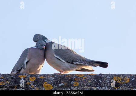 Animals in love. Breeding pair of birds preening with affection. Wood pigeon showing emotional engagement as they preen on a roof top. Emotion and fee Stock Photo