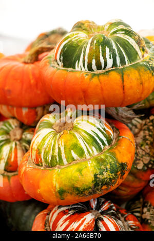 Turk's  French or turban winter squash , related to the butternut squash , shot vertical in selective focus  background to ad copy space and text over Stock Photo
