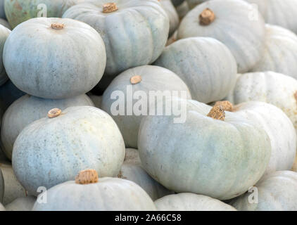 Boer White South African pumpkin  group of squash dryng in the sun, shot in selective focus background to ad copy space and text overlay Stock Photo