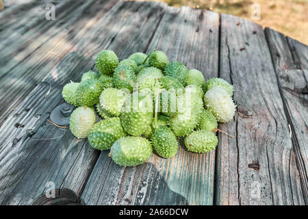 West Indian Gherkin (Cucumis Anguria), Burr Cucumber, Maxixe Stock Photo