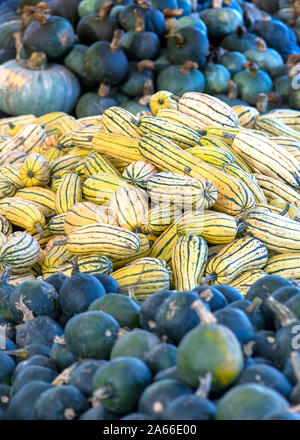 Pile of Delicata Squash  ready for market selective focus background  group of , vertical  room for copy space and text overlay Stock Photo
