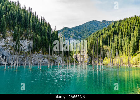 Saty Kaindy Sunken Forest Lake Breathtaking Picturesque Panoramic View on a Sunny Blue Sky Day Stock Photo