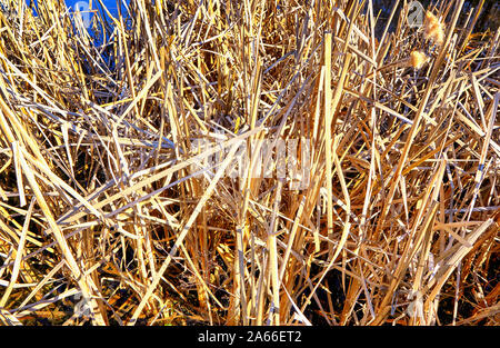 Reed field in autumn. Ideal for a cool wallpaper. Stock Photo