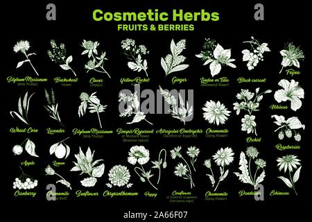 Cosmetic Herbs, Fruits and Berries Vector Collection. Hand drawn plants illustrations set. Essential organic oils ingredients for cosmetics and medicine. Stock Vector