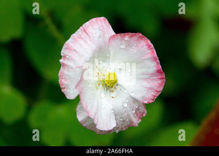 white and pink poppy after rain Stock Photo