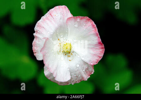 white and pink poppy after rain Stock Photo