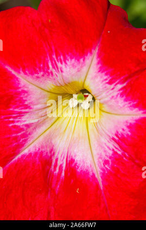 close up of red flower Stock Photo