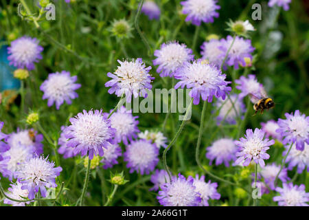 Bee on scabious plants Stock Photo