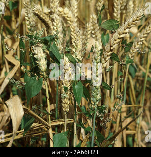 Black bindweed ( Fallopia convolvulus) weeds climbing through a ripening ripe wheat crop close to harvest Stock Photo
