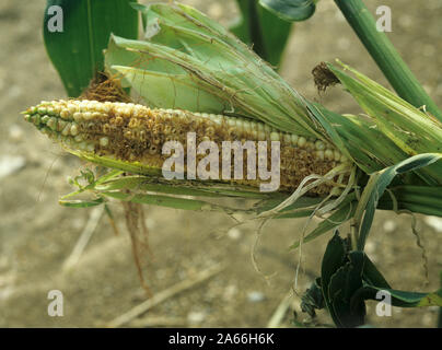 A cob of forage maize or corn (Zea mays) severely damaged by feeding birds Stock Photo