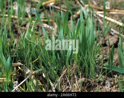 Sterile brome (Bromus sterilis) and volunteer barley seedlings germinating in post-harvest cereal stubble, Berkshire Stock Photo