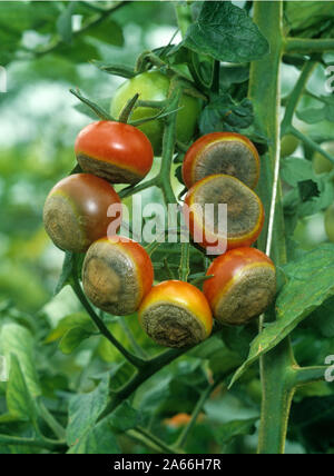 Blossom end rot caused by calcium deficiency to ripe tomato glasshouse fruit on the vines, Berkshire Stock Photo