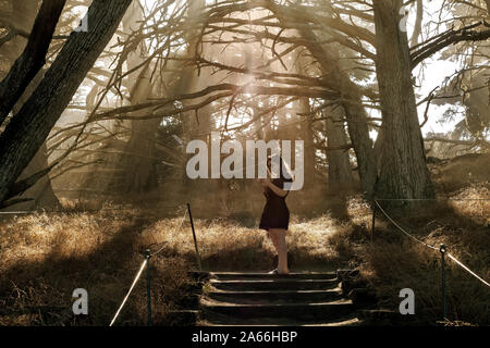 Young Woman tourist in a Monterey Cedar tree grove at Carmel By The Sea California USA Stock Photo