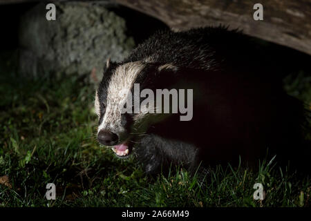 Kidderminster, UK. 17th October, 2019. As we head further into the autumn season with colder night time temperatures, UK urban gardens are receiving more nocturnal and often secretive wildlife visitors scavenging for any available food source. A British badger (Meles meles) is captured here isolated outdoors, at night, safe in an urban area, foraging on the ground in a UK back garden - well away from the government-funded badger culling areas which are steadily increasing despite continual protests from passionate animal lovers supporting  'Stop The Cull' action. Credit: Lee Hudson Stock Photo