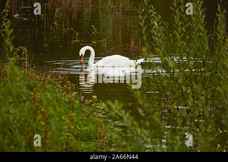 A Mute Swan feeding onthe side of a  lake Stock Photo