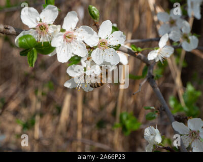 Blooming mirabelle plum tree in spring Stock Photo