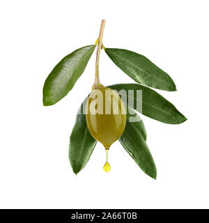 Single green olive with leaves and oil drop, isolated on white Stock Photo