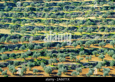 Terraced olive groves in Wadi Al-Dileb near Ramallah, Ramallah and al-Bireh Governorate, West Bank, Palestine. Stock Photo