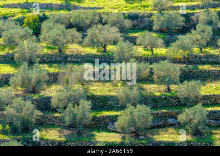 Terraced olive groves in Wadi Limoon near the Palestinian village of Aboud, Ramallah and al-Bireh Governorate, West Bank, Palestine Stock Photo