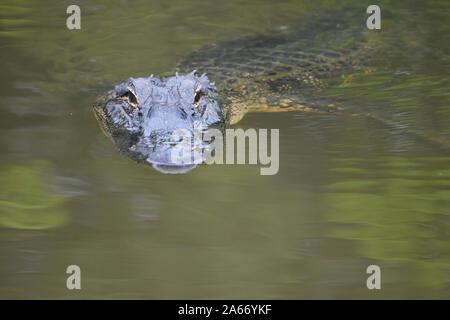 Looking into the face of an alligator in the swamp. Stock Photo