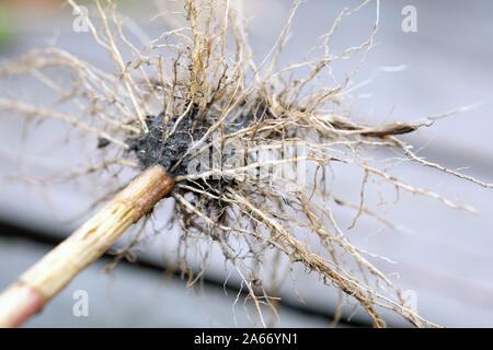 Grass root smeared with damp black earth. Core root on a gray background. Weed control. Stock Photo