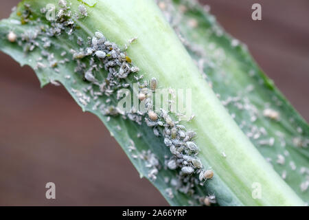 Leaf aphid on a green leaf. Small insect parasitizing on plants. Green leaf of cabbage damaged by aphids. Pest control in the garden. Stock Photo