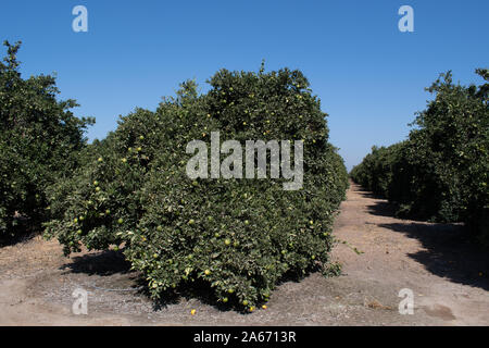 Citrus (Navel Oranges) trees in Autumn Stock Photo