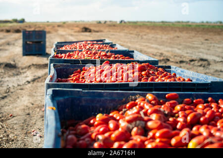 Big crates with tomatoes. Farm for growing tomatoes for canning industry. Stock Photo