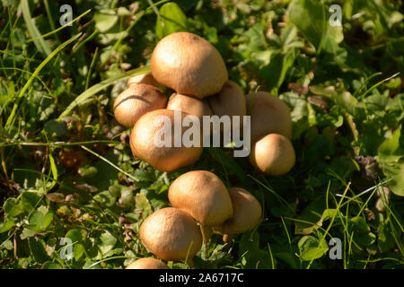 small Group of beige brown Coprinellus micaceus mushrooms on a meadow, mica cap or shiny cap or glistening inky cap in october sun Stock Photo