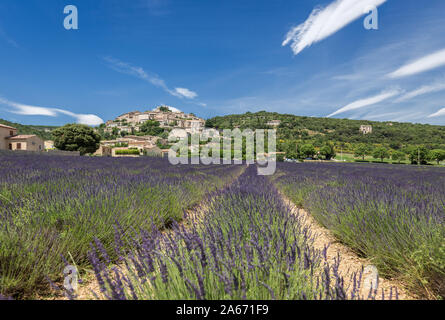 Lavender Field in Summer, Banon, Luberon, France Stock Photo
