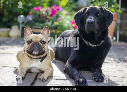 french bulldog and labrador dog laying together in sunny flower garden in summer on patio Stock Photo