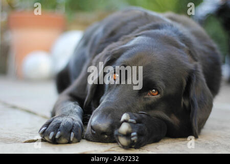 Black labrador dog laying down in garden sad eyes Stock Photo